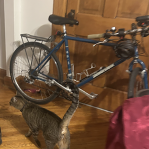 2026 Bridgestone Teal