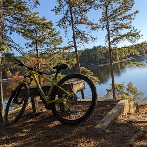 Specialized Rockhopper Yellow or Gold