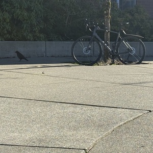 Trek Madone 4.2 Black