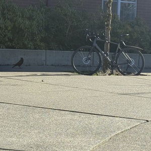 Trek Madone 4.2 Black