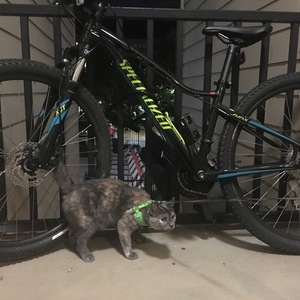 2017 Specialized JYNX Black, Green, and Teal