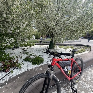 Cannondale Trail Sl 5 Red
