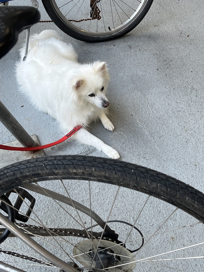 Bike photo