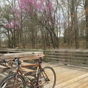 2011 Masi Speciale Brown