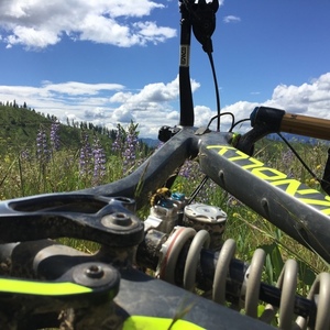 2016 Knolly Warden Carbon Black, Yellow or Gold, and Purple
