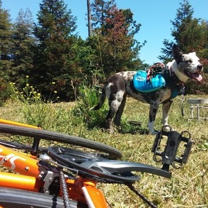 2014 Specialized Vita Elite Orange