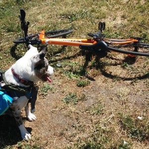 2014 Specialized Vita Elite Orange