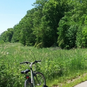 Schwinn Green