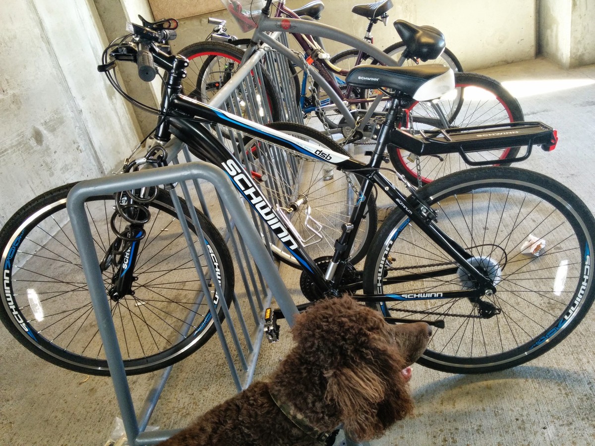 schwinn dsb dual sport