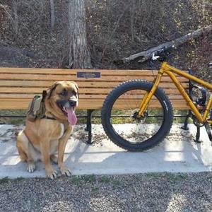 2014 Salsa Mukluk Yellow or Gold