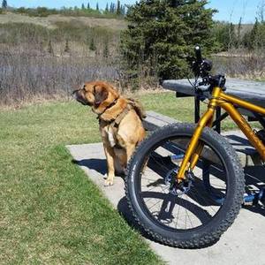 2014 Salsa Mukluk Yellow or Gold