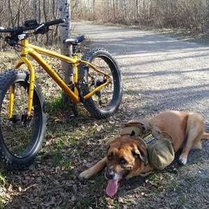 2014 Salsa Mukluk Yellow or Gold