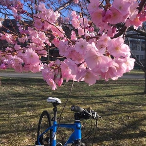 Trek 8.3 DS Blue and White