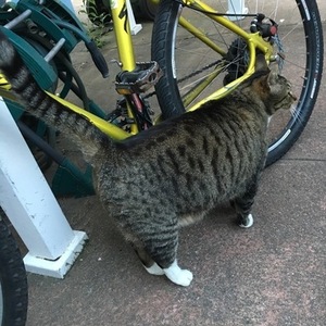 Specialized Rockhopper A1 FS Yellow or Gold