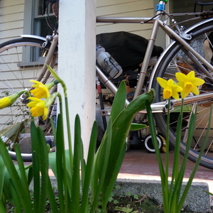 2010 Novara Verita, size small  Yellow or Gold