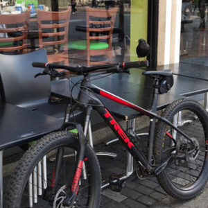 2019 Trek Trek roscoe Black and Red