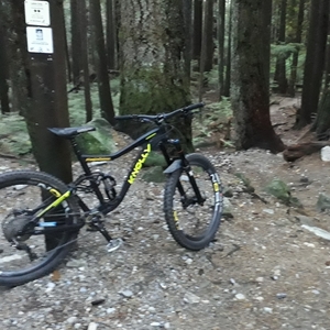 2017 Knolly Warden Black and Yellow or Gold
