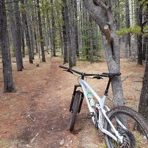 2019 Trek Remedy 9.8 Silver, gray or bare metal