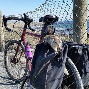 2014 Surly Disc Trucker  Red