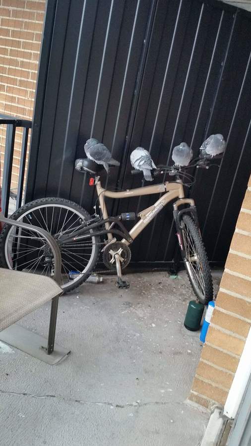 Bike photo