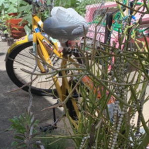 Schwinn Yellow or Gold