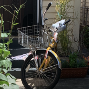 Schwinn Yellow or Gold