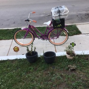 2019 Schwinn Schwinn Purple and Orange
