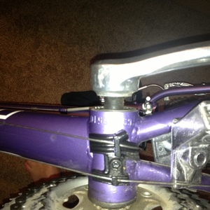 Giant  Purple