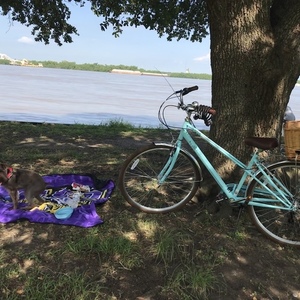 2019 Schwinn Teal