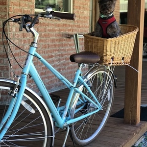 2019 Schwinn Teal