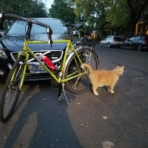 2015 Surly Crosstrek Green