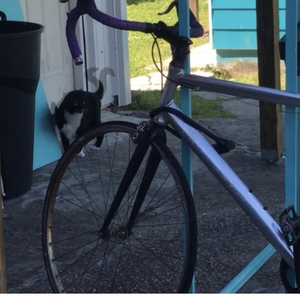 Cannondale Silver, gray or bare metal
