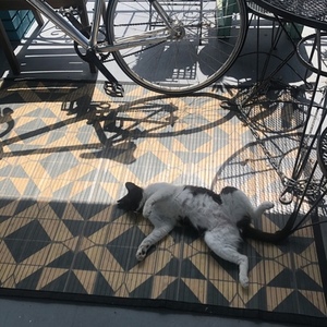 Cannondale Silver, gray or bare metal