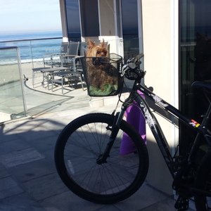 Specialized Myka HT Black