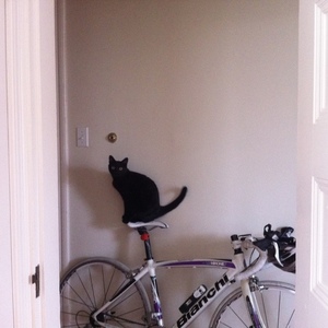 2011 Bianchi Via Nirone 7 Sora White