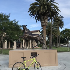 2017 Specialized Green