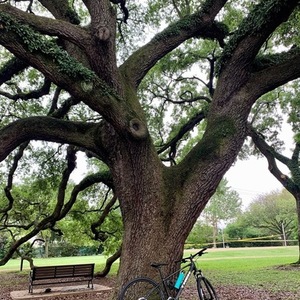 2020 Trek Black