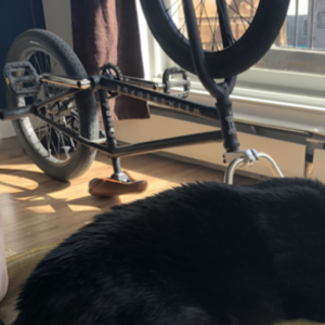 2018 WeThePeople Trust Black