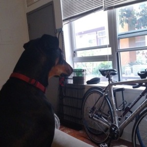 2010 Specialized Langster Steel Silver, gray or bare metal