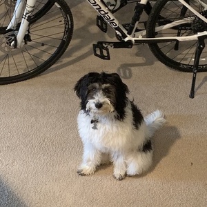 2019 Cannondale 700 F Quick Althea 1 Cas Medium White
