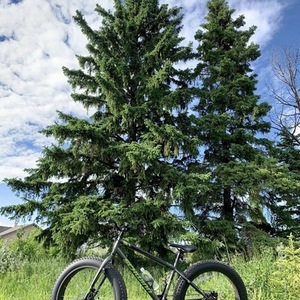 2020 Schwinn Biggity dlx Silver, gray or bare metal