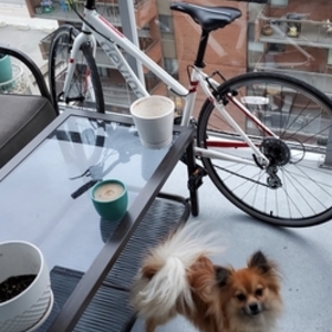 2015 Devinci Milano White