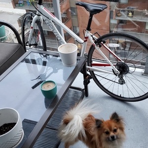2015 Devinci Milano White