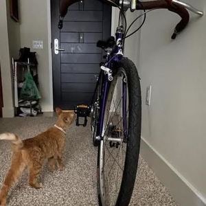 1993 Bridgestone XO-2 Purple