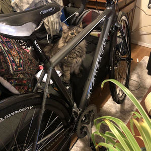 2012 Kona jake Black