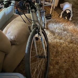 2020 Trek FX1 Silver, gray or bare metal