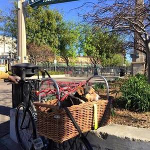 2008 Giant FCR Black