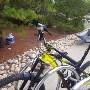 2016 Commencal Bikes Meta AM HT Yellow or Gold and Black
