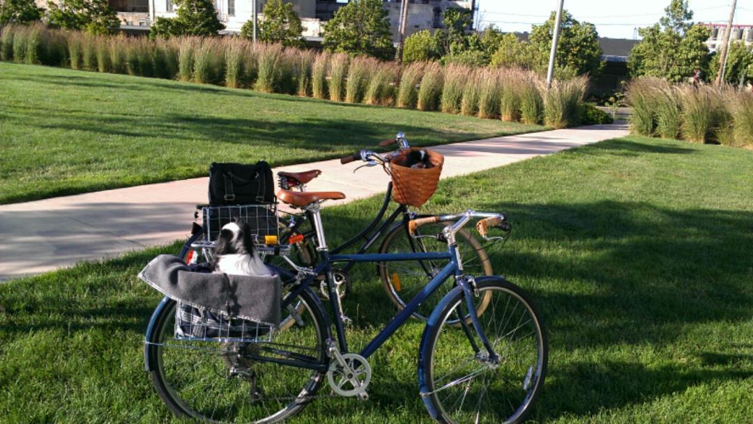 papillionaire sommer price