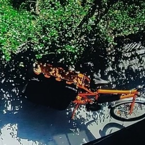 2016 Rad Power Bikes Rad Wagon Orange